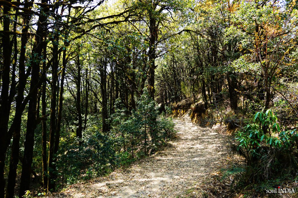 Skyfull of Rhododendrons!! - Binsar Wildlife Sanctuary.